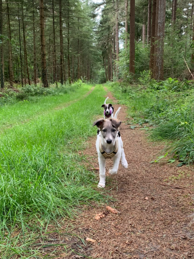 Zwei Hunde laufen entlang eines schmalen Waldwegs mit grüner Vegetation.