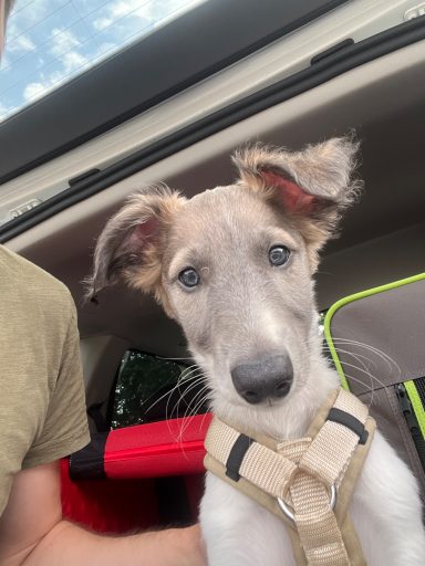Junger Hund mit grauem Fell und großen Ohren, sitzt im Auto.
