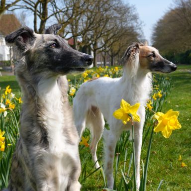 Zwei Windhunde stehen neben gelben Narzissen in einem Park.