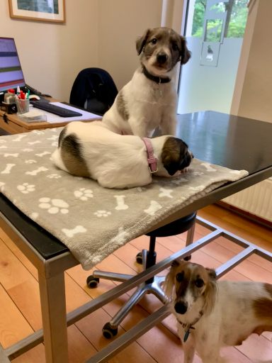Drei Hunde sitzen auf einem Tisch, einer steht, die anderen liegen.