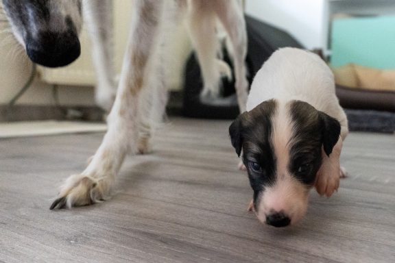 Ein Welpe folgt einem großen Hund auf einem hellen Boden.