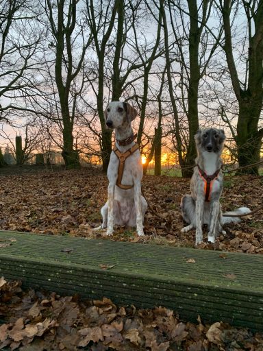 Zwei Hunde sitzen auf einem Holzbrett im herbstlichen Wald bei Sonnenuntergang.