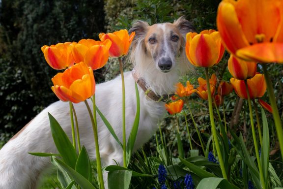 Apr 2026 Ein Hund steht zwischen orangefarbenen Tulpen in einem Garten.