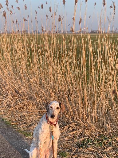 Ein Hund sitzt neben hohen Schilfpflanzen auf einem Weg.