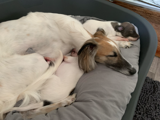 Zwei Hunde liegen eng umschlungen in einem Hundebett.