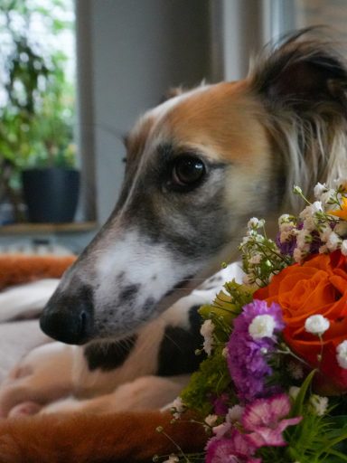 Ein Windhund neben bunten Blumen in einem gemütlichen Raum.