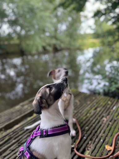 Ein Hund steht auf seinen Hinterbeinen am Ufer eines Gewässers, umgeben von Bäumen.