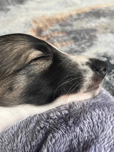 Schlafender Hund mit geschlossenen Augen, Kopf auf weichem Untergrund.