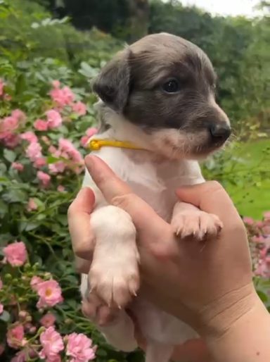 Händchen hält einen kleinen Welpen mit grauem und weißem Fell vor rosa Blumen.