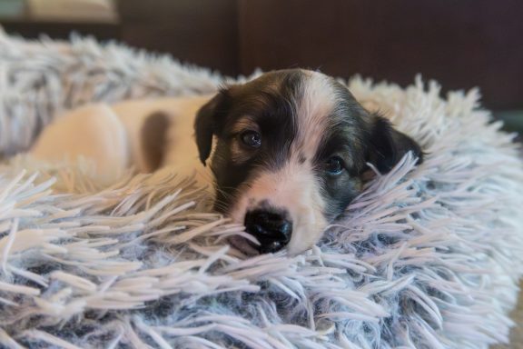 Ein schlafender Welpe liegt gemütlich in einem flauschigen Hundebett.