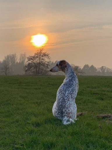 Eine Hund mit geflecktem Fell sitzt auf einer Wiese bei Sonnenuntergang.
