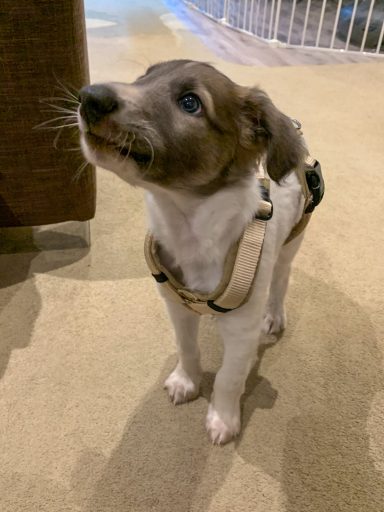 Junger Hund mit hellbraunem Fell und weißem Bauch, schaut neugierig nach oben.