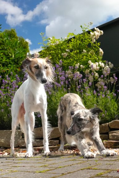 Zwei Hunde stehen in einem Garten mit Blumen und Sonnenschein.