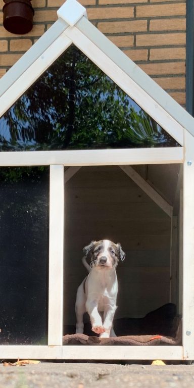 Ein kleiner Hund sitzt neugierig in seinem Hundehäuschen vor einer Wand.