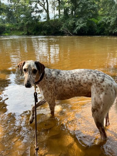 Ein gescheckter Hund steht im flachen Wasser eines ruhigen Gewässers.