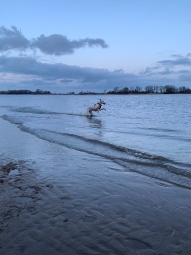 Sunny läuft durch flaches Wasser bei Dämmerung.