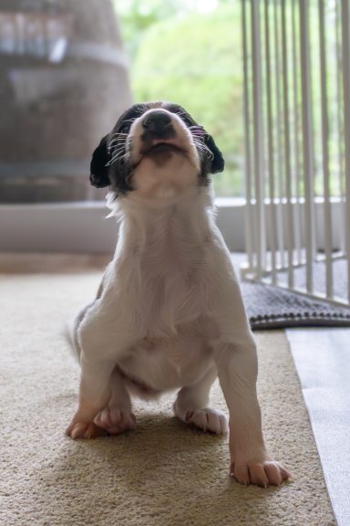 Kleiner Hund sitzt auf dem Boden, schaut nach oben und lächelt.