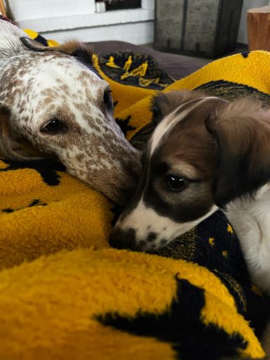 Zwei Hunde liegen auf einer gelben Decke und berühren sanft ihre Gesichter.