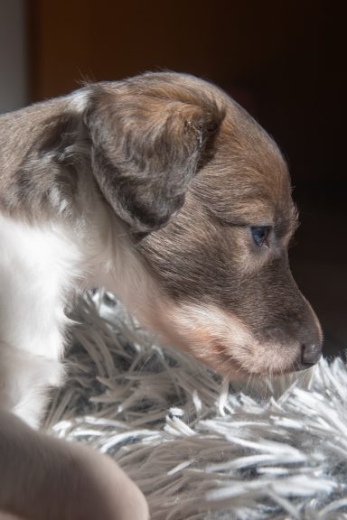 Detailaufnahme eines Hundes, der nachdenklich zur Seite schaut.