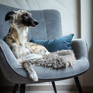 Ein gestromter Hund sitzt entspannt auf einem grauen Sessel mit Kissen.