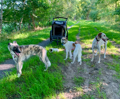 Drei Hunde stehen auf einem Weg neben einem Kinderwagen in einer grünen Umgebung.