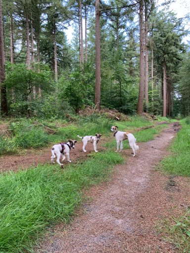 Drei Hunde auf einem Waldweg, umgeben von grünen Bäumen und Gras.