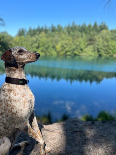 Sunny sitzt am Ufer eines ruhigen Gewässers, umgeben von Bäumen und blauem Himmel.