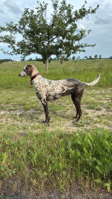 Mai 2026 Ein gestromter Hund steht auf einer Wiese, mit einem Baum im Hintergrund.