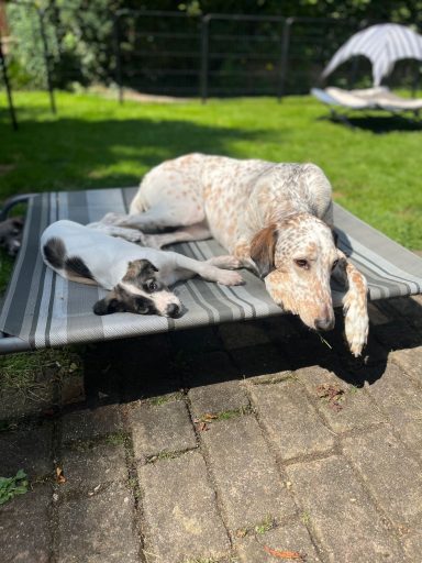 Zwei Hunde liegen auf einer Liege in einem grünen Garten.