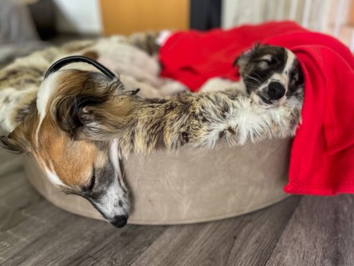 Zwei Hunde schlafen in einem gemütlichen Hundebett, eingekuschelt in eine rote Decke.