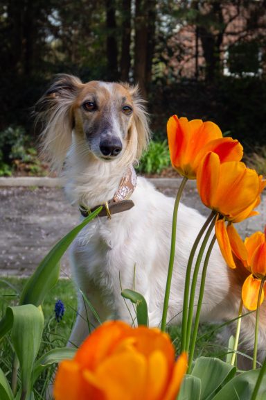 Apr 2026 Ein Hund steht zwischen orangefarbenen Tulpen im Garten.