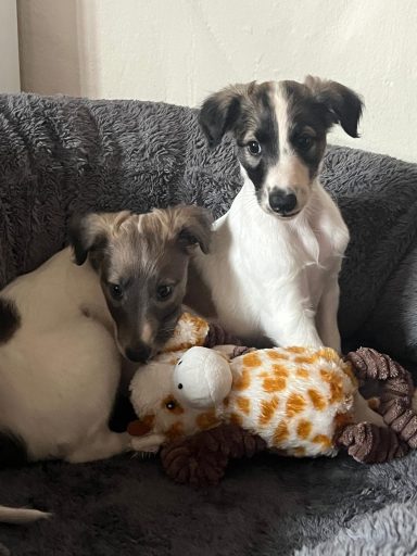 Zwei Welpen liegen auf einem grauen Kuschelkissen mit einem Plüschtier.