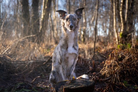 Helle Hündin mit gestromtem Fell sitzt auf einem Baumstumpf im Wald.