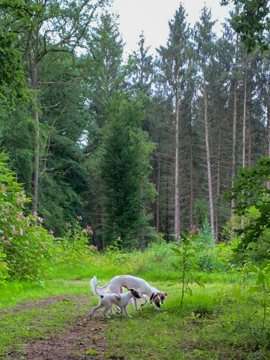 Zwei Hunde erkunden eine grüne Waldlandschaft mit hohen Bäumen.