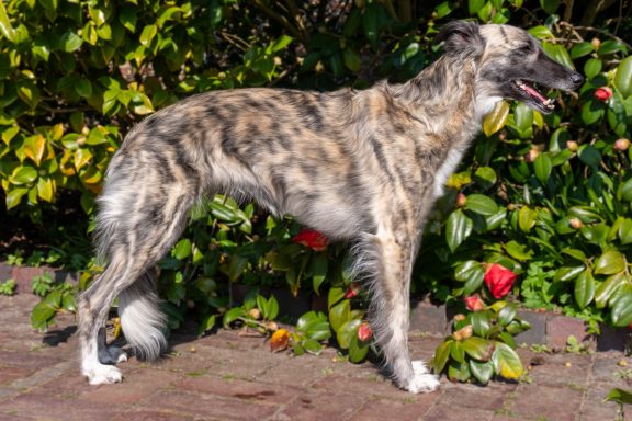 Ein gestromter Hund steht neben blühenden Sträuchern.