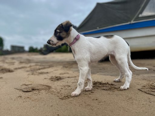 Ein kleiner Hund steht am Strand, Blick nach links, im Hintergrund ein Boot.