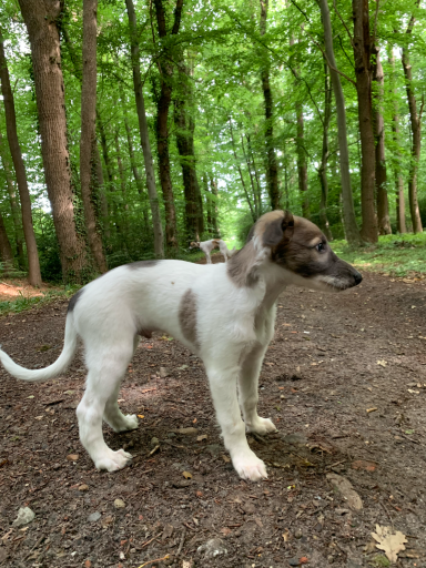 Ein junger Hund steht im Wald, umgeben von Bäumen und grünem Unterholz.