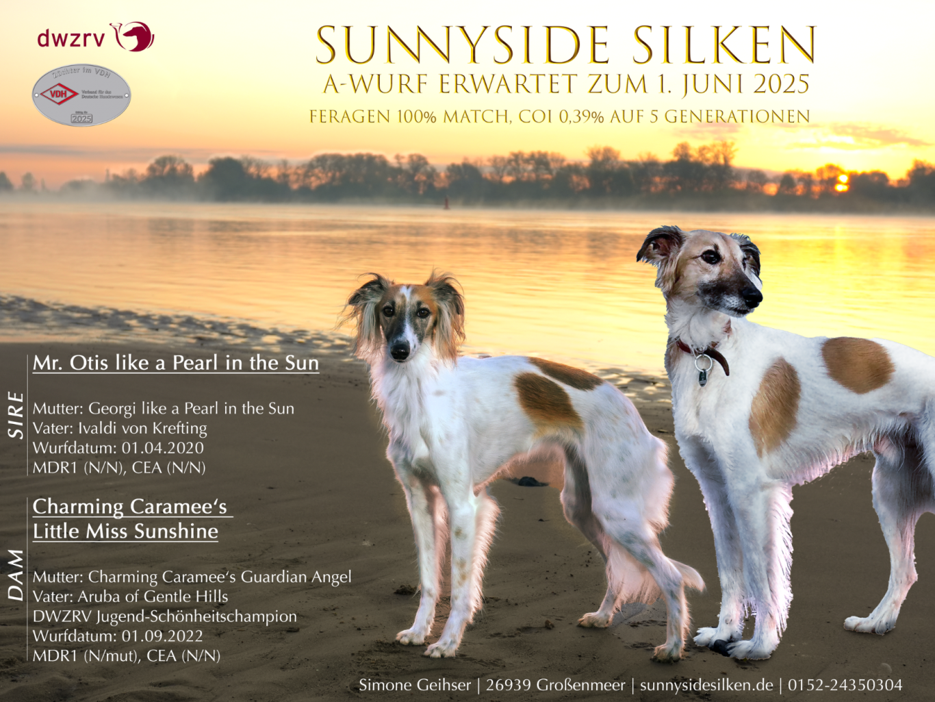 Zwei Hunde der Rasse Silken Windsprite am Strand bei Sonnenaufgang mit Details der zu erwartenden Genetikfaktoren der Welpen. 