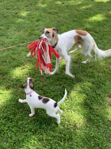 Ein großer Hund trägt ein rotes Spielzeug, während ein kleiner Hund ihn anblickt.