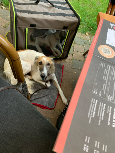 Ein Hund liegt entspannt vor einem Käfig, während ein weiterer Hund darin sitzt.