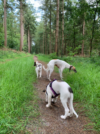 Drei Hunde erkunden einen grünen Waldweg zwischen hohen Bäumen.