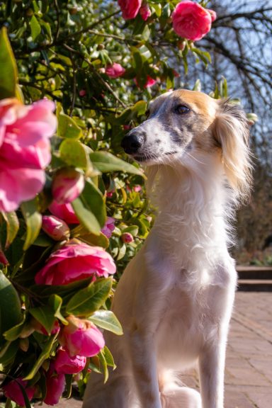 Ein Hund sitzt neben blühenden Rosen und blickt nachdenklich in die Ferne.