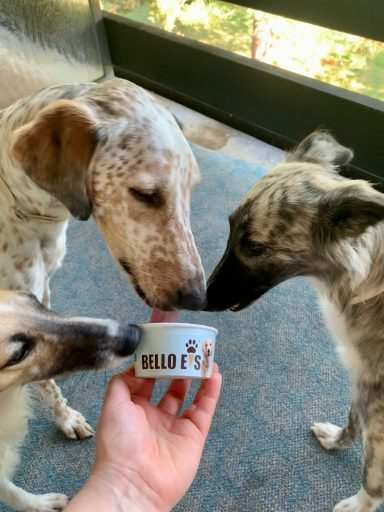 Drei Hunde naschen Hundeeis aus einem Becher.