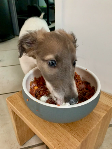Ein Hund frisst aus einer Schüssel mit Futter auf einem Hocker.