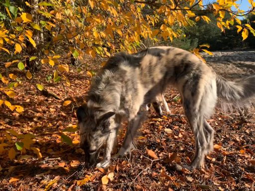 Ein Hund schnüffelt im bunten Herbstlaub.