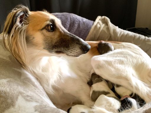 Ein Windhund entspannt sich auf einer gemütlichen Decke, umgeben von Welpen.