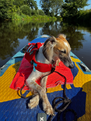 Jun 2026 Ein Hund in einem roten Schwimmweste sitzt auf einem Boot am Wasser.