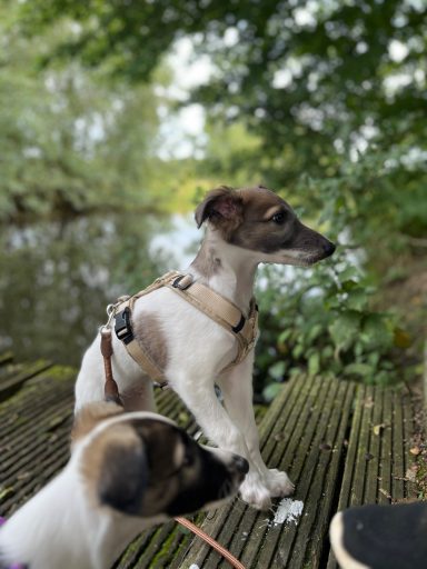 Zwei Hunde am Ufer eines Gewässers, einer im Vordergrund, der andere im Hintergrund.