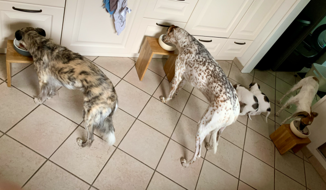 Drei Hunde fressen von strategisch platzierten Näpfen in einer hellen Küche.
