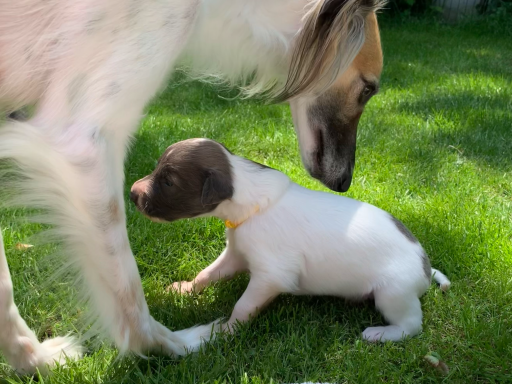 Ein Welpe sitzt im Gras neben einem größeren Hund.
